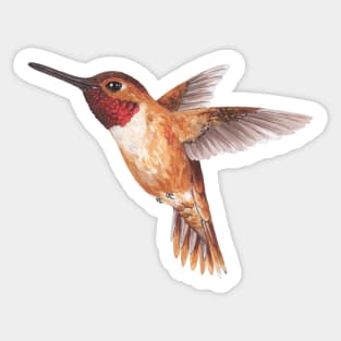 Hummingbird Sticker